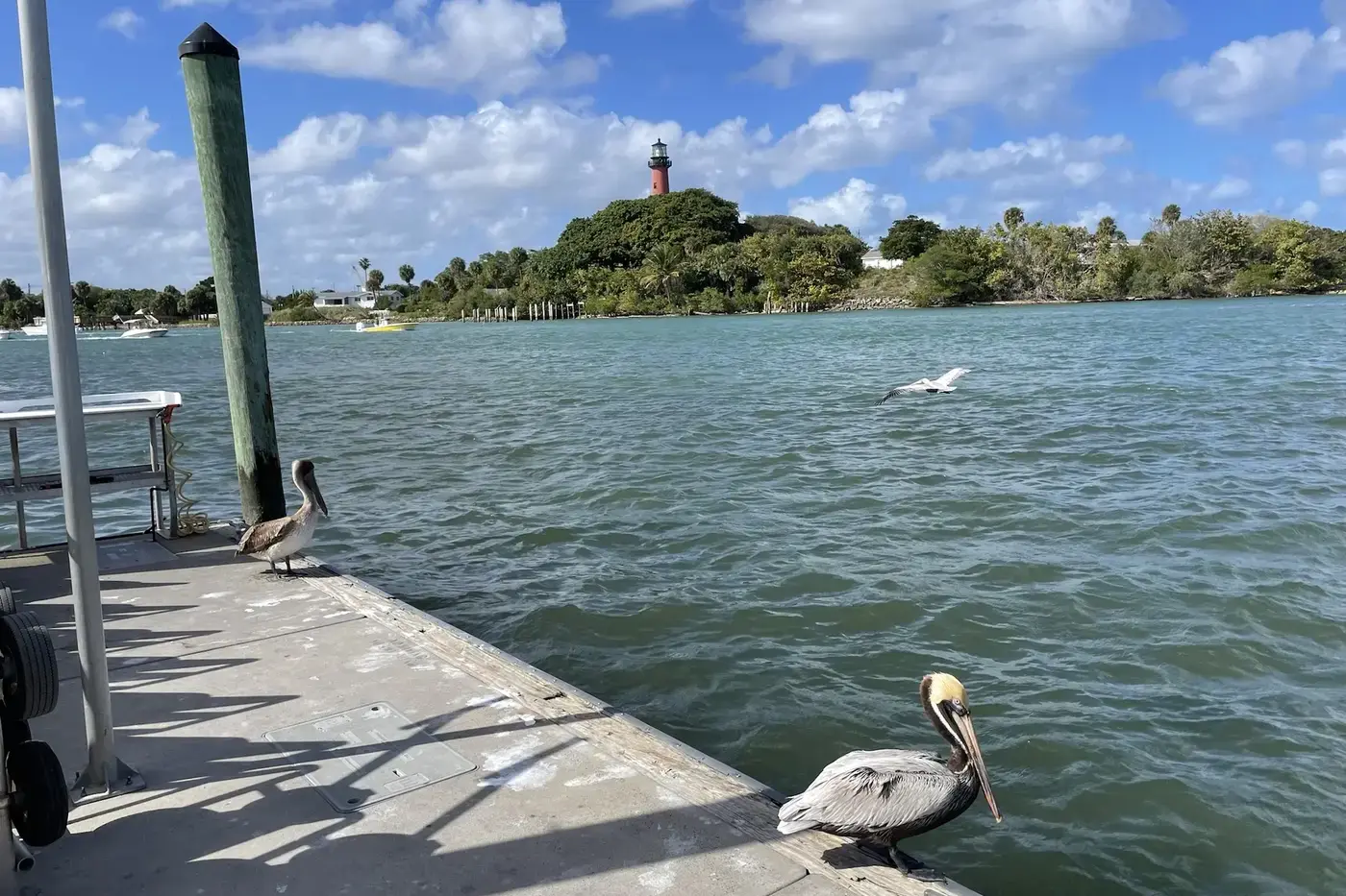 Two brown pelicans standing on a concrete dock and a third flying low over green water, with the red Jupiter Inlet Lighthouse on its wooded point across the inlet