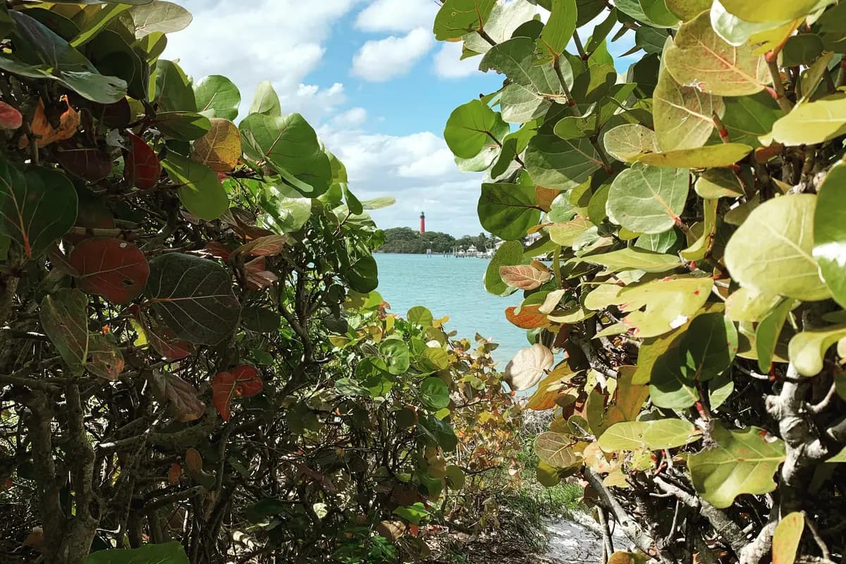 A sandy footpath between tall sea grape hedges opening onto the blue water of the Jupiter Inlet, with the red Jupiter Inlet Lighthouse small on the far shore under a partly cloudy sky
