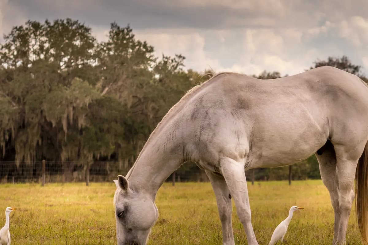 A gray horse grazing in a green Florida pasture beside two white cattle egrets, with a post-and-wire fence and live oaks hung with Spanish moss under a soft, cloudy sky