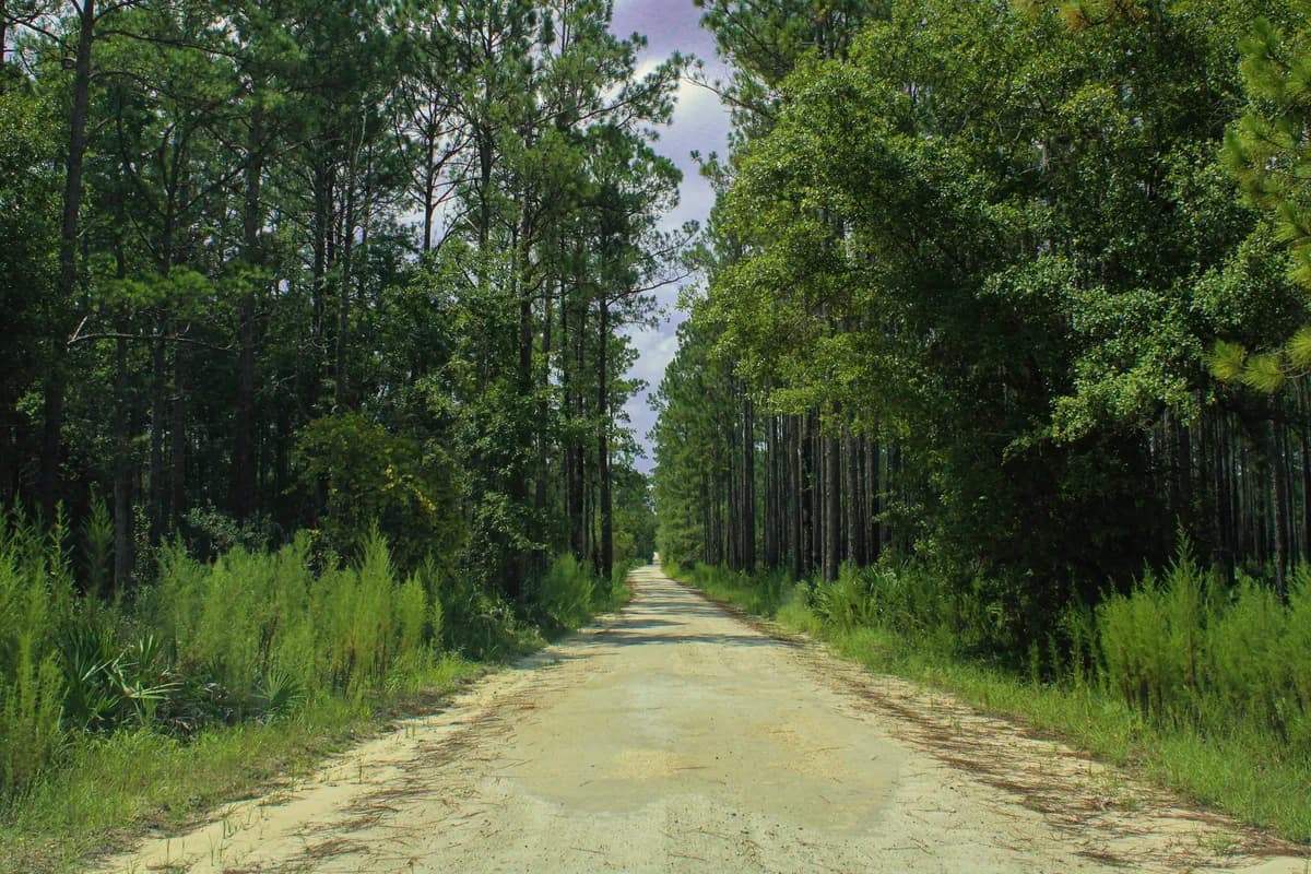 A pale sand road running straight between tall pines and green palmetto undergrowth beneath a cloud-streaked sky, with the road narrowing into the distance