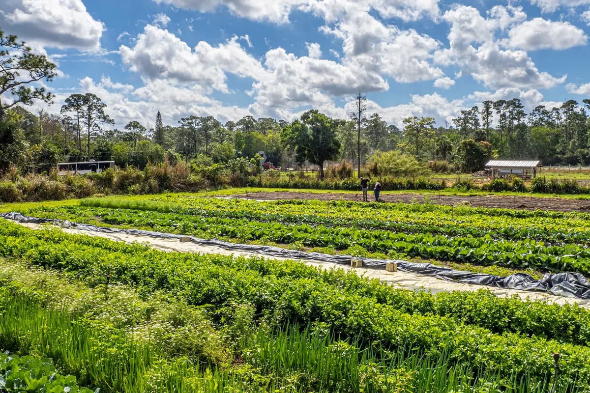 Rows of planted vegetables stretching toward a line of pines and a small farm shed beneath a big blue sky with scattered clouds, on a working farm in Loxahatchee Groves