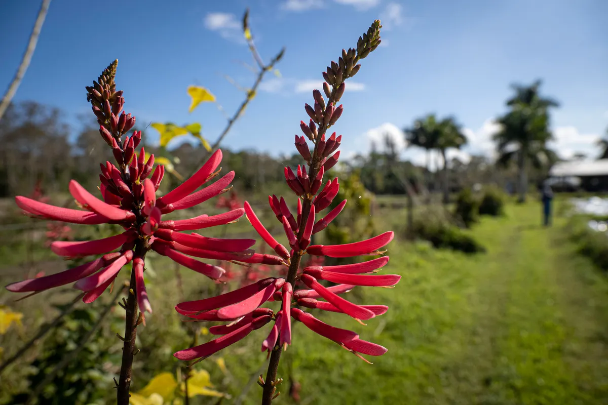 Close view of red flower spikes in sharp focus beside a mown green path on a working farm, with palms, a farm building and a blue sky softly blurred behind