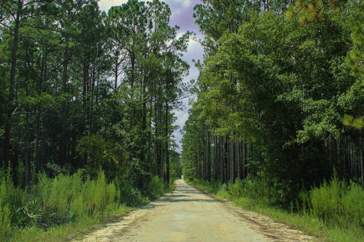 A pale sand road running straight between tall pines and green palmetto undergrowth beneath a cloud-streaked sky