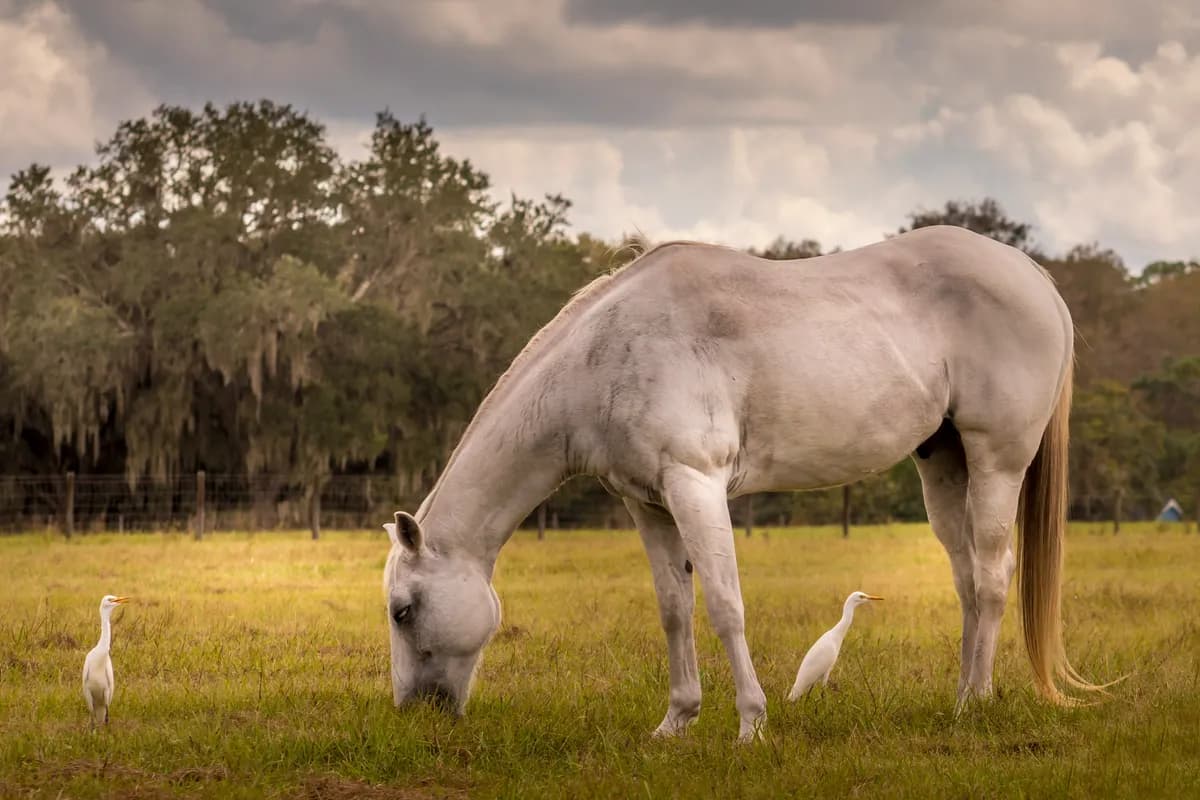 A gray horse grazing in a green Florida pasture beside two white cattle egrets, with a post-and-wire fence and live oaks hung with Spanish moss under warm, cloudy skies