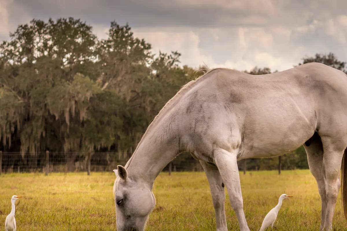 A gray horse grazing in a green pasture beside two white cattle egrets, with a post-and-wire fence and live oaks hung with Spanish moss under a soft, cloudy sky