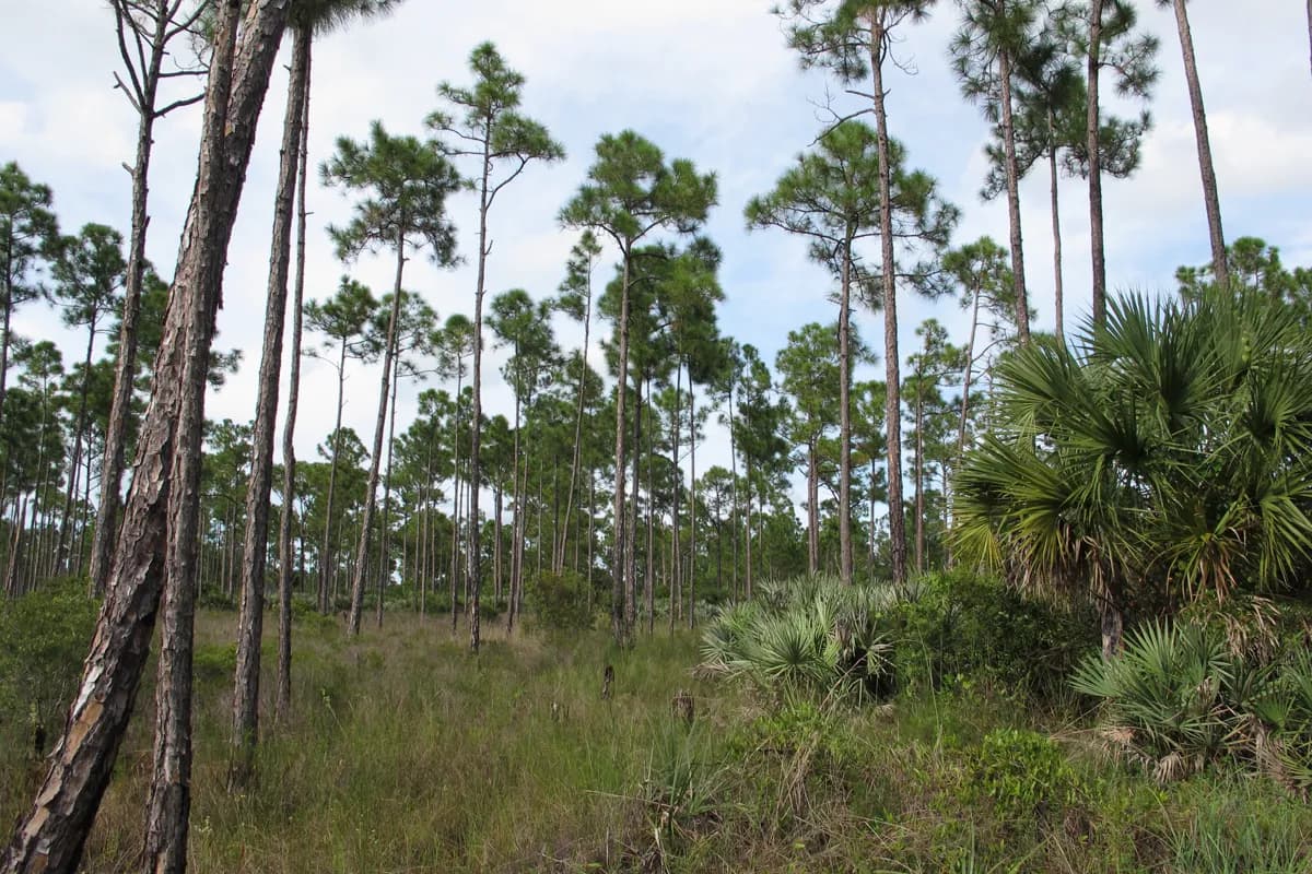 Slash pine flatwoods with saw palmetto and grass under a partly cloudy sky