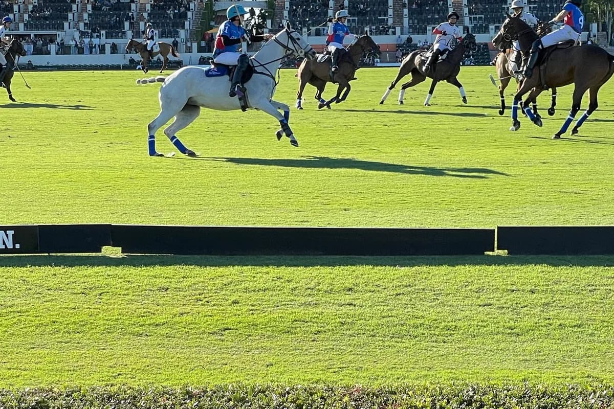 A rider on a grey horse at speed on a grass polo field with a hedge in the foreground and a grandstand behind