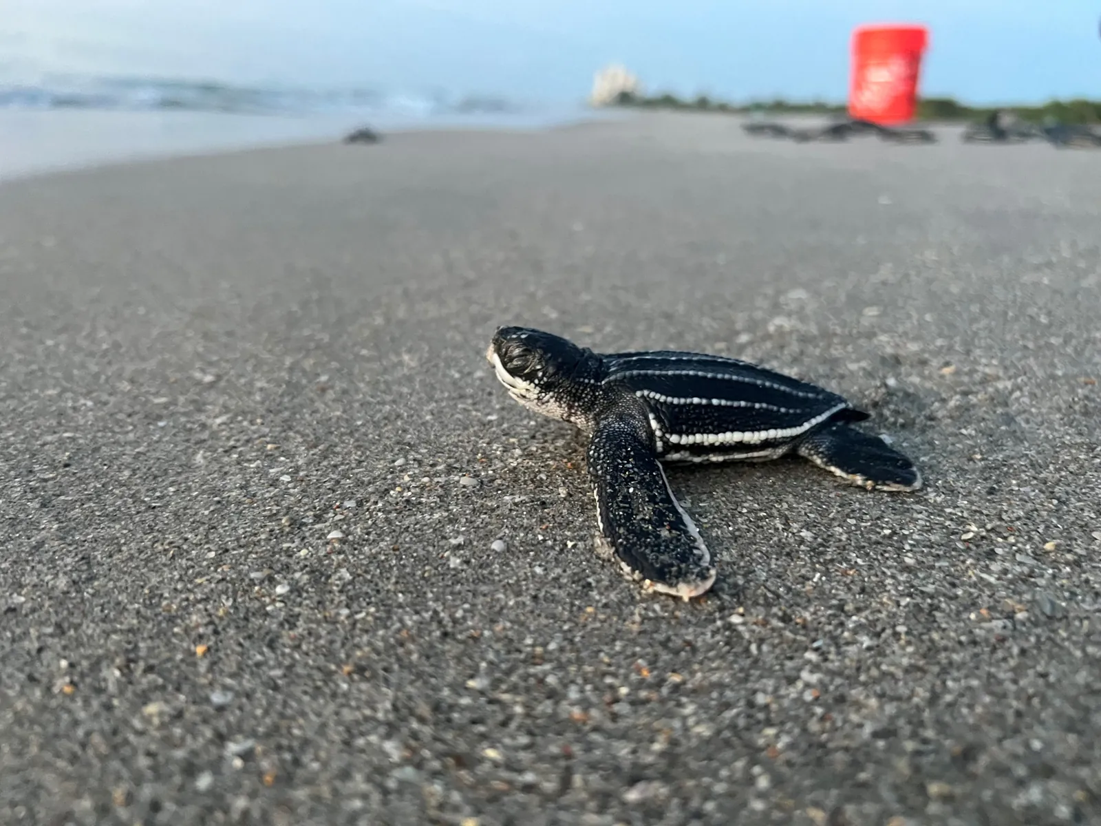 Leatherback sea turtle hatchling crawling toward the ocean on a beach at dusk