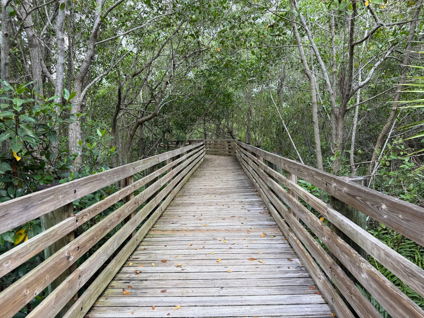 A wooden boardwalk running straight through a shaded coastal hammock