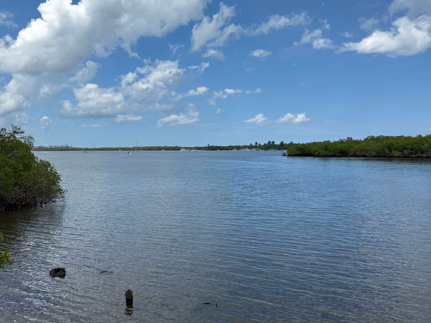 Calm lagoon water edged by mangroves under a blue sky with cumulus clouds