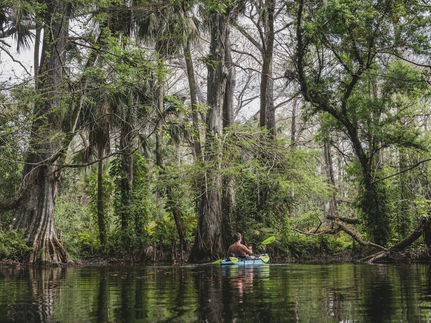 Kayaker paddling a blackwater river beneath bald cypress and cabbage palms