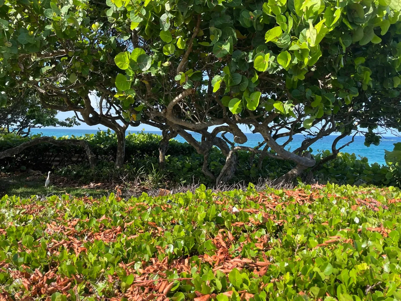 Sea grape trees framing a glimpse of turquoise ocean, with dune plants in the foreground