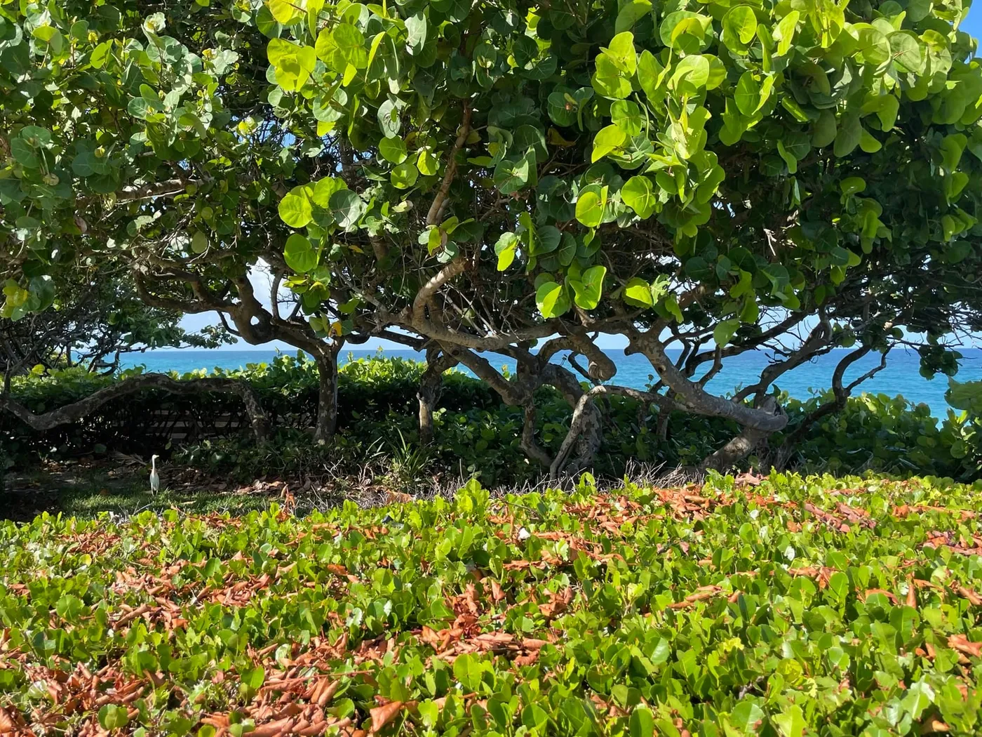 Sea grape trees framing a glimpse of turquoise ocean, with dune plants in the foreground