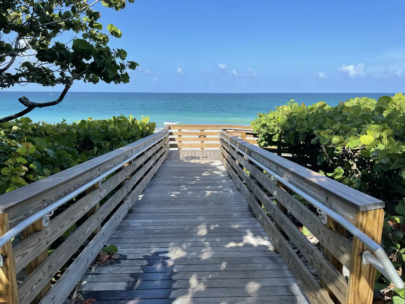 A wooden beach crossover boardwalk with metal handrails leading between sea grape hedges to a turquoise ocean under a clear sky in Jupiter