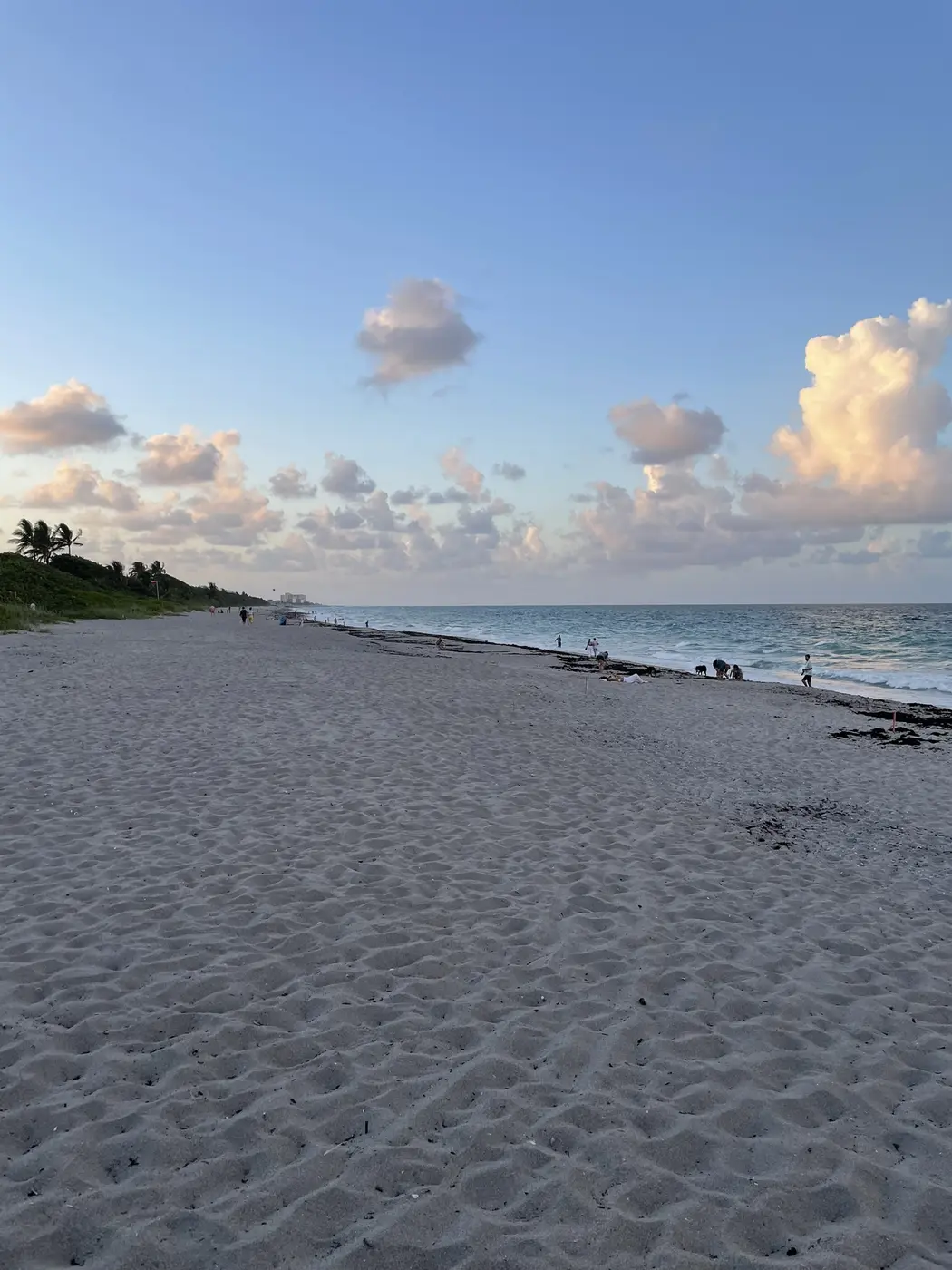 The beach looking north at dusk near Marcinski Road in Jupiter, a few people on the sand, sea grape dune at left and condominium towers far up the shore