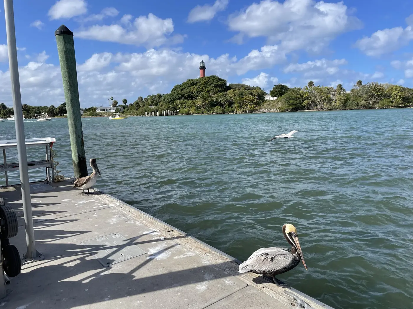 Two brown pelicans on a concrete dock and a third in flight over green water, with the Jupiter Inlet Lighthouse on its wooded point across the water