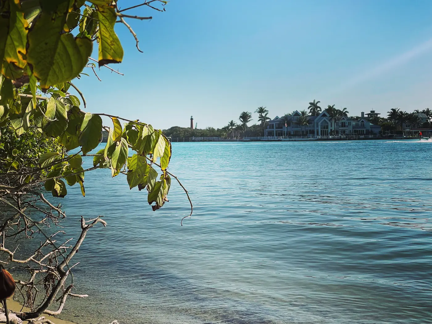 Sea grape branches over a sandy shoreline and blue water, with houses and the Jupiter Inlet Lighthouse on the far shore