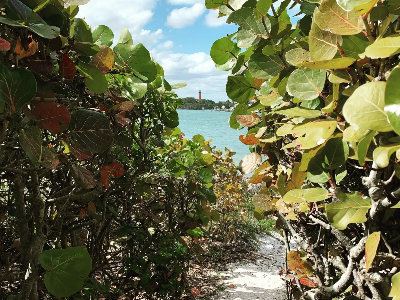 A sandy footpath between tall sea grape hedges opening onto blue water, with the Jupiter Inlet Lighthouse small on the far shore under a partly cloudy sky