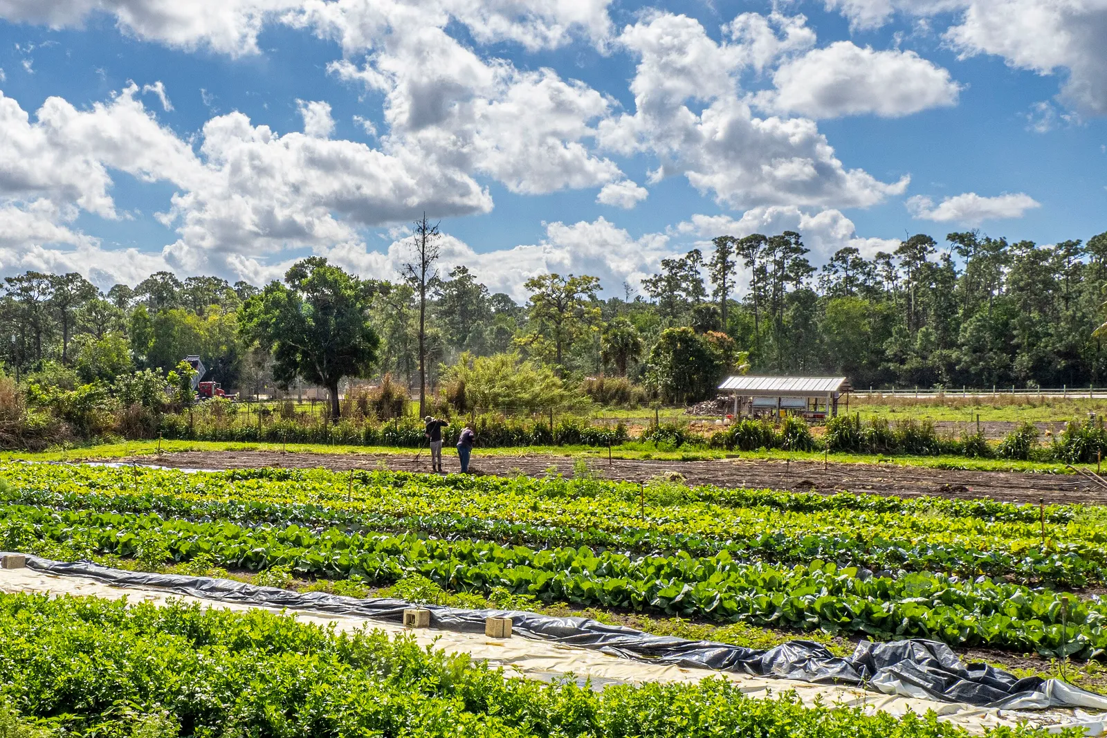 Rows of planted vegetables under a big blue sky with scattered clouds, with pines and a small farm shed beyond