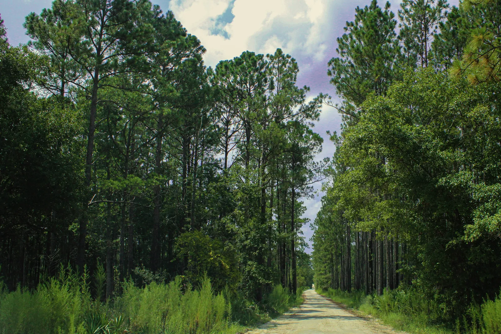 A sand lane running between tall pines and green undergrowth under a cloud-streaked sky