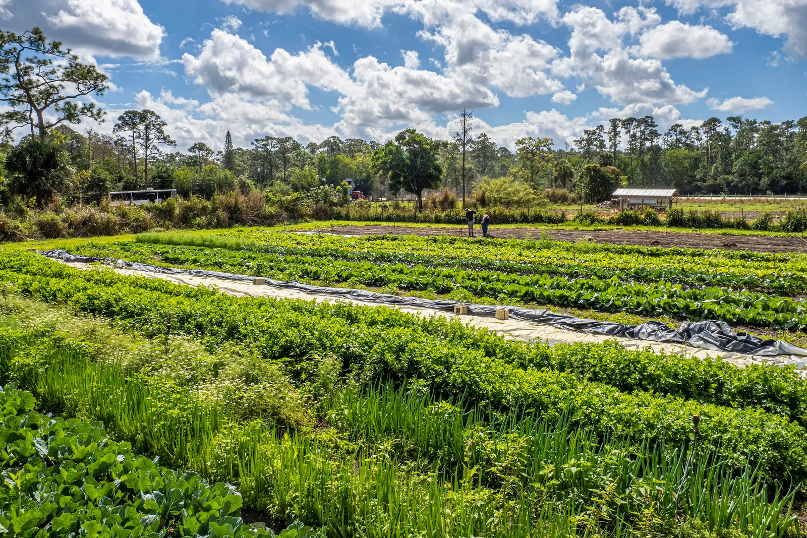 Rows of planted vegetables on a working farm in Loxahatchee Groves, with pines and a blue sky beyond