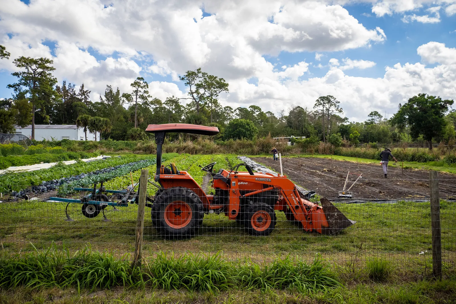 An orange tractor behind a wire fence beside planted rows and tilled soil on a working farm, with pines and a cloudy sky behind