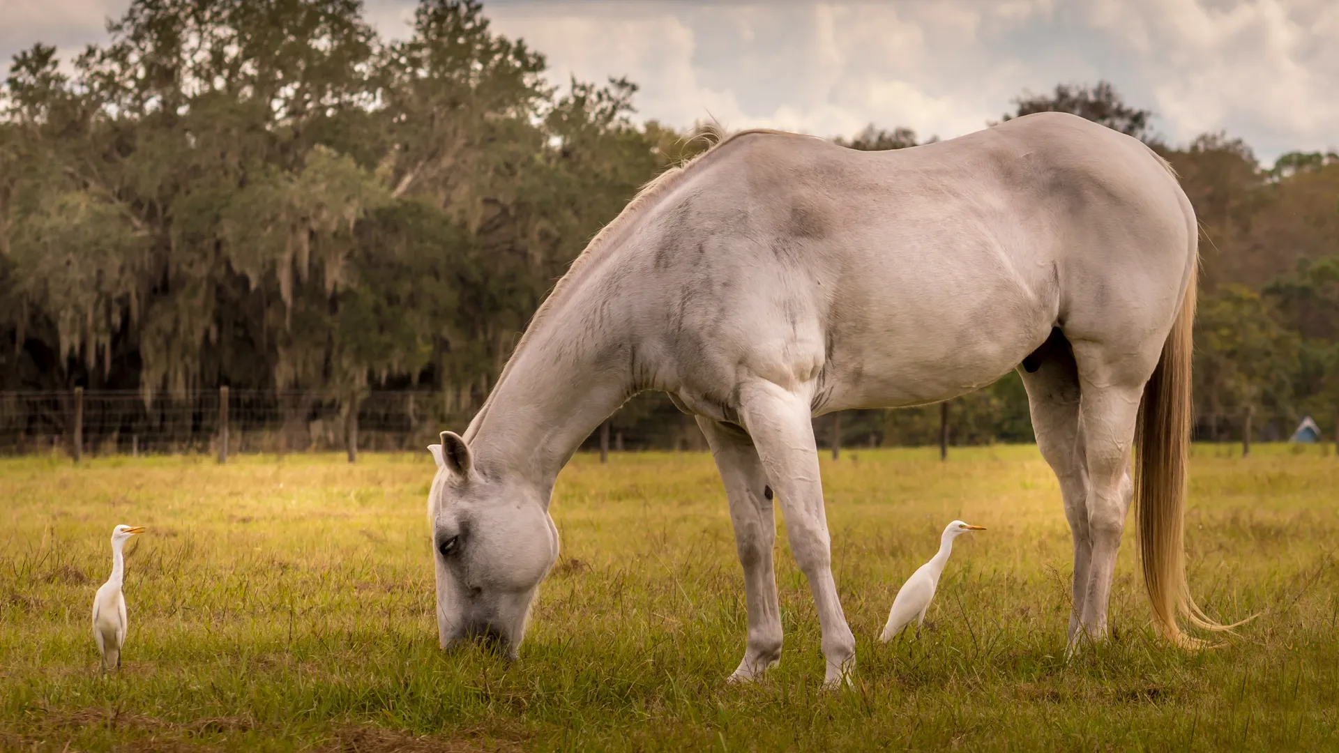 A gray horse grazing in a green pasture beside two white cattle egrets, with a post-and-wire fence and live oaks behind