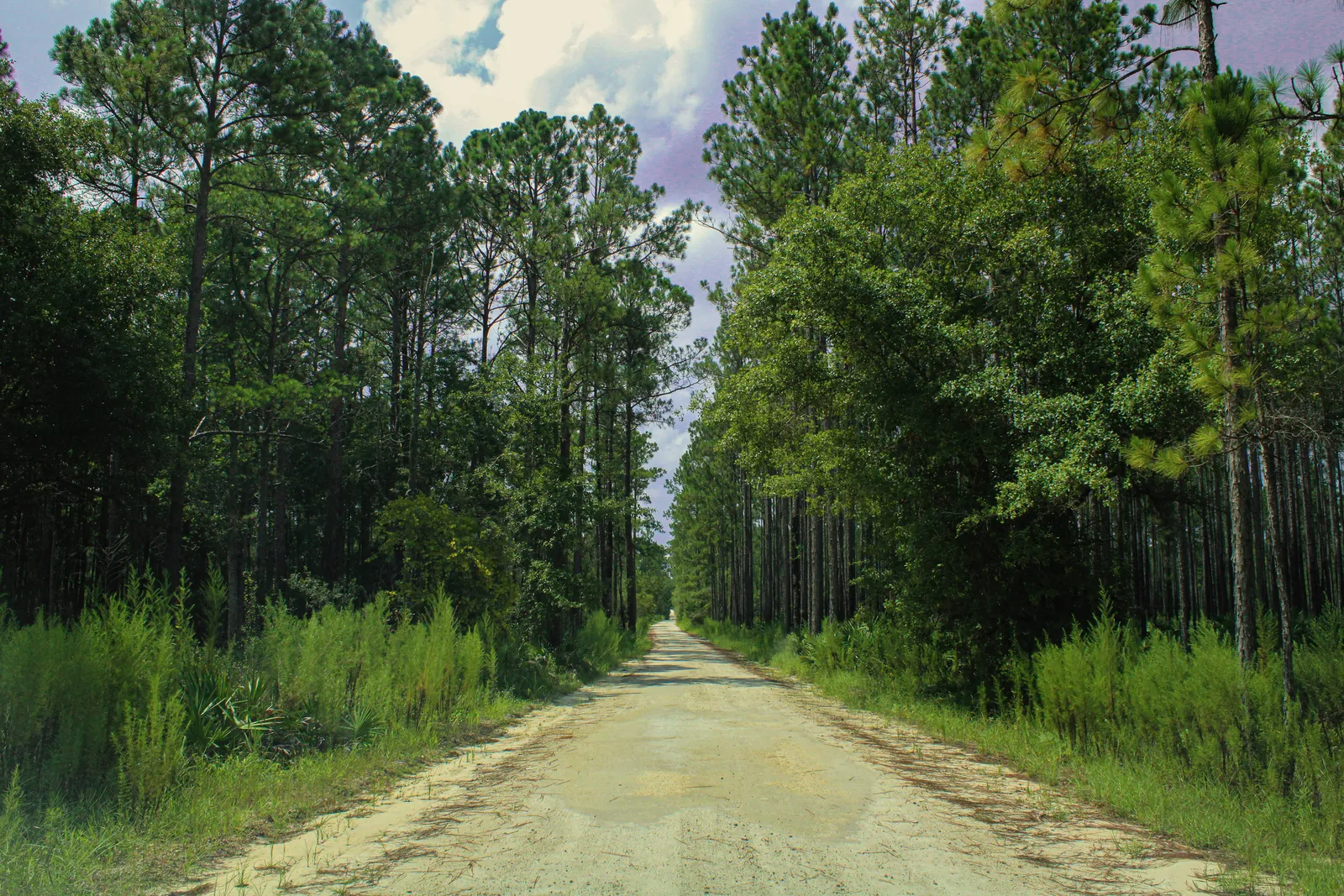 A pale sand road running straight between tall pines and green palmetto undergrowth under a cloud-streaked sky