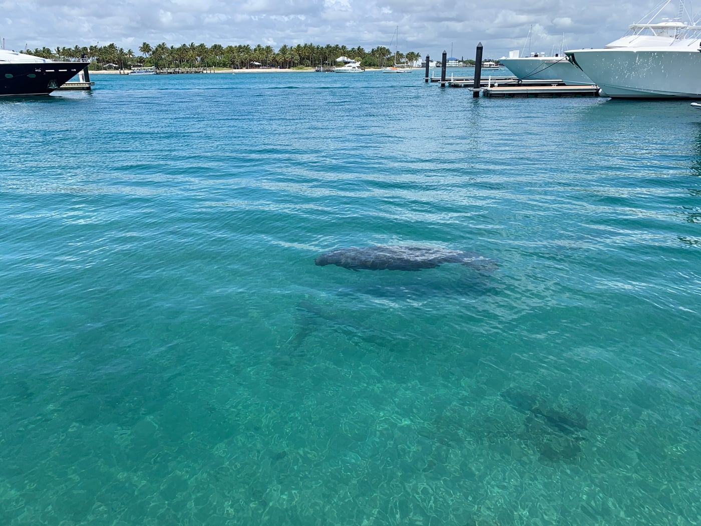 Two manatees just under the surface in clear water