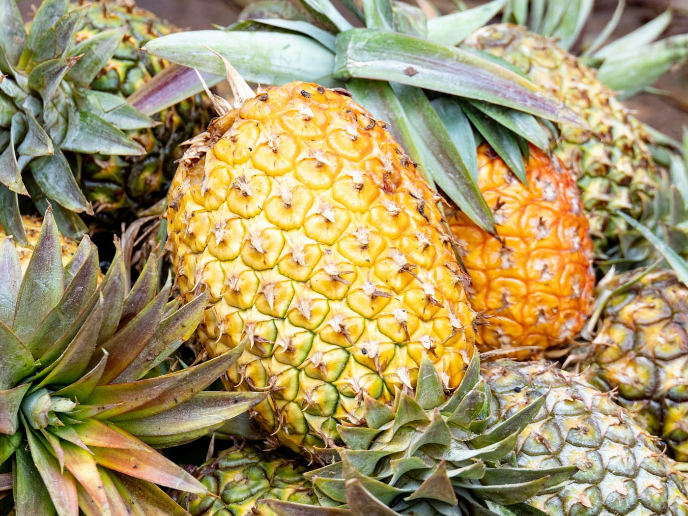 Freshly harvested pineapples piled together, some ripe and some still green