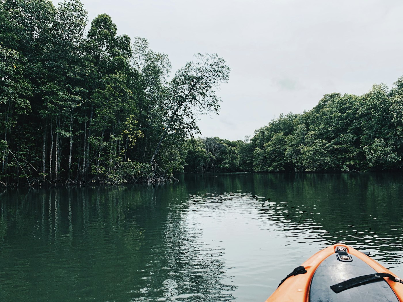 Kayak on a calm, mangrove-lined waterway