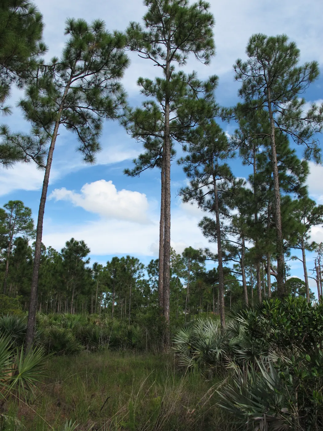 Slash pine flatwoods with saw palmetto and grass under a partly cloudy sky