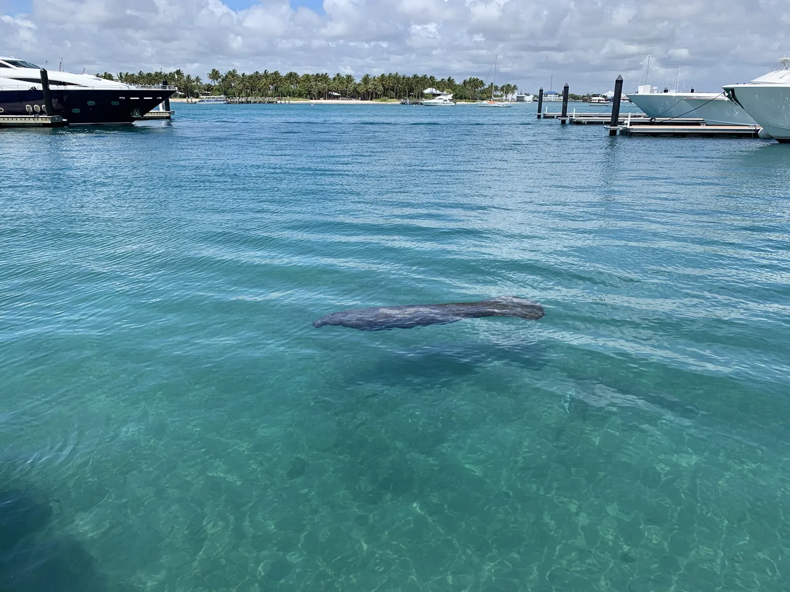Manatee swimming in clear turquoise marina water with yachts and a palm-lined island behind