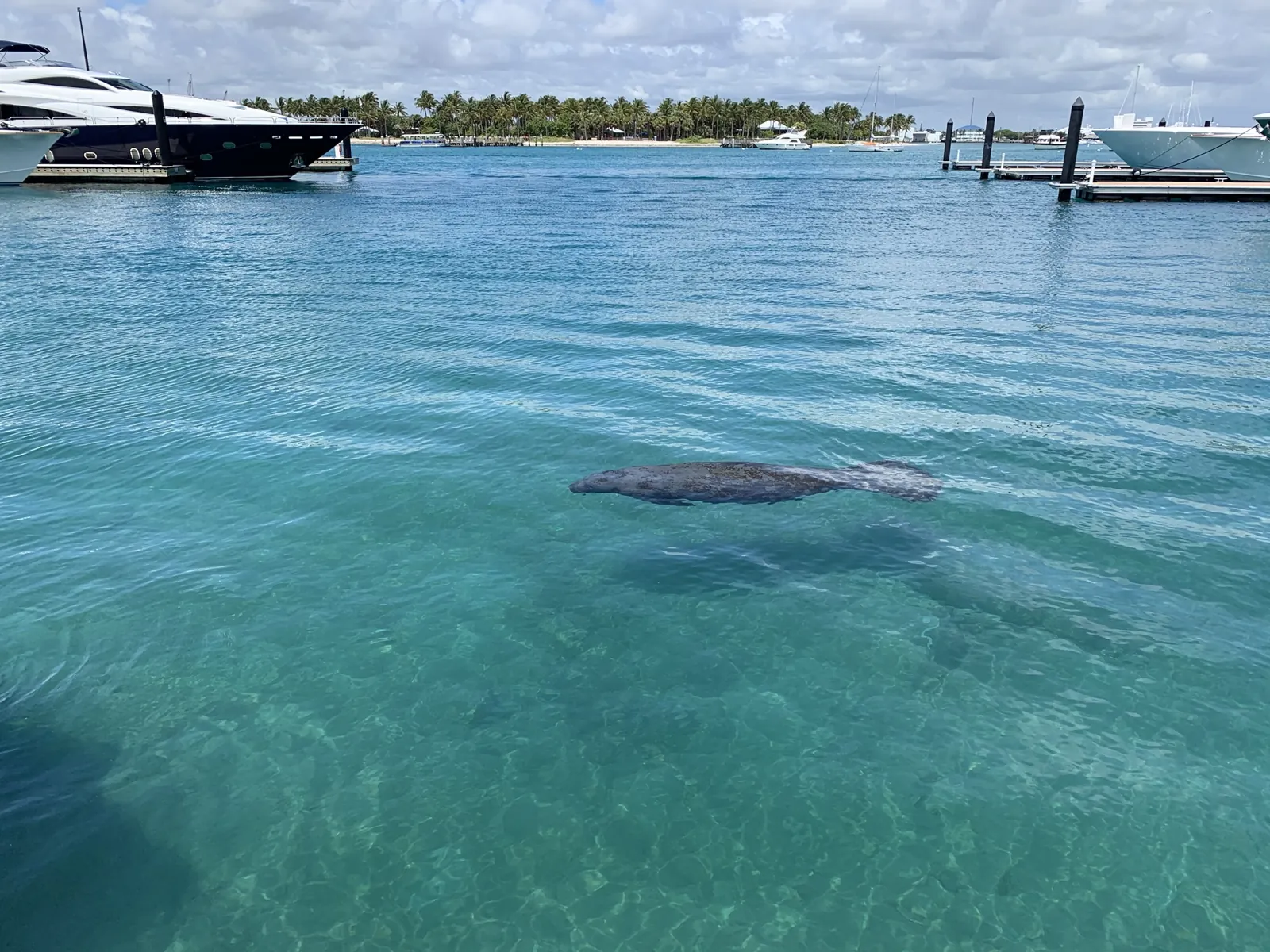 Manatee swimming in clear turquoise marina water with yachts and palm-lined island in background