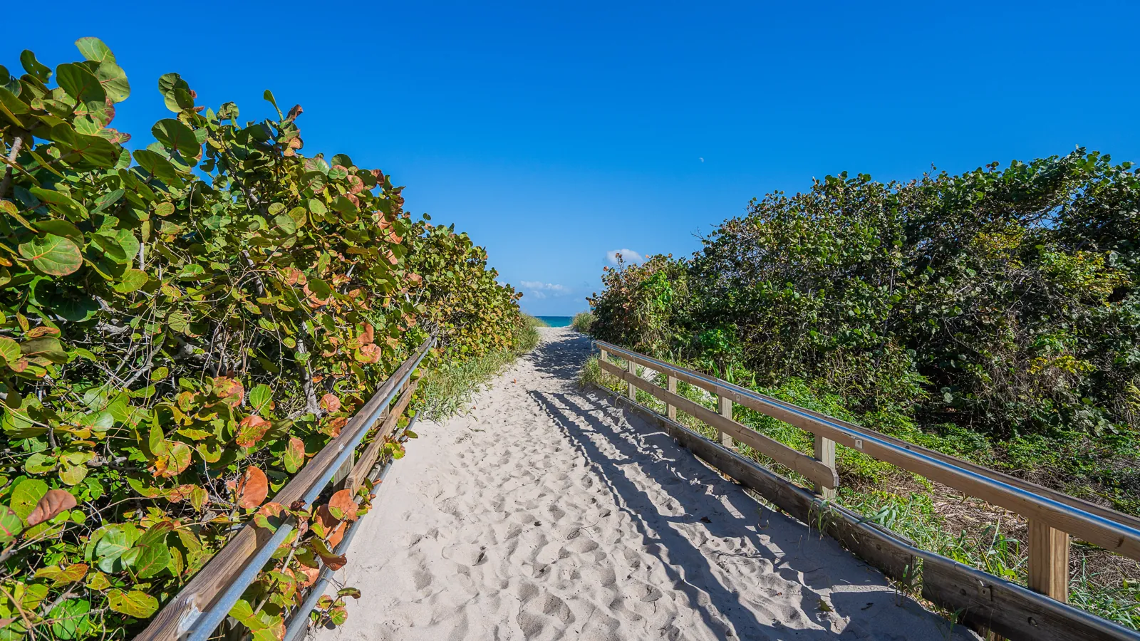 Beach access sand path through sea grape dune vegetation