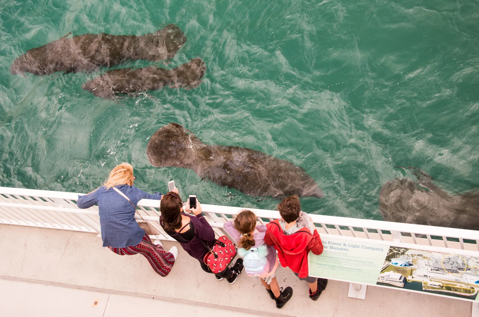 Visitors watching manatees from an elevated viewing deck