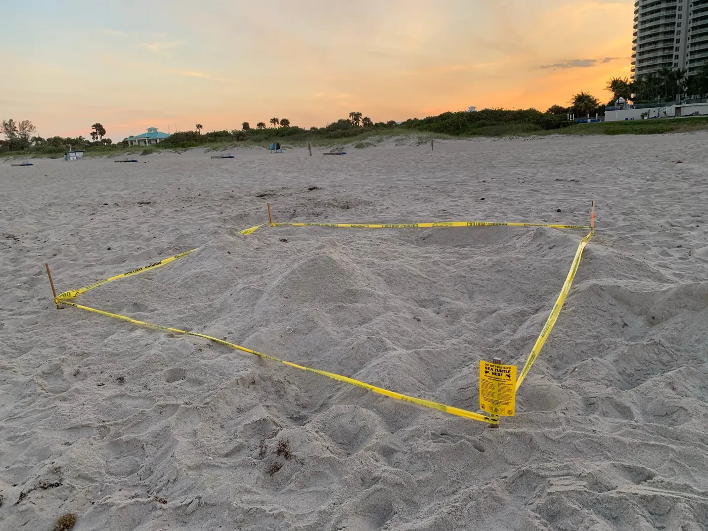 A sea turtle nest marked off with stakes and yellow tape on a Singer Island beach at sunset, with a high-rise behind