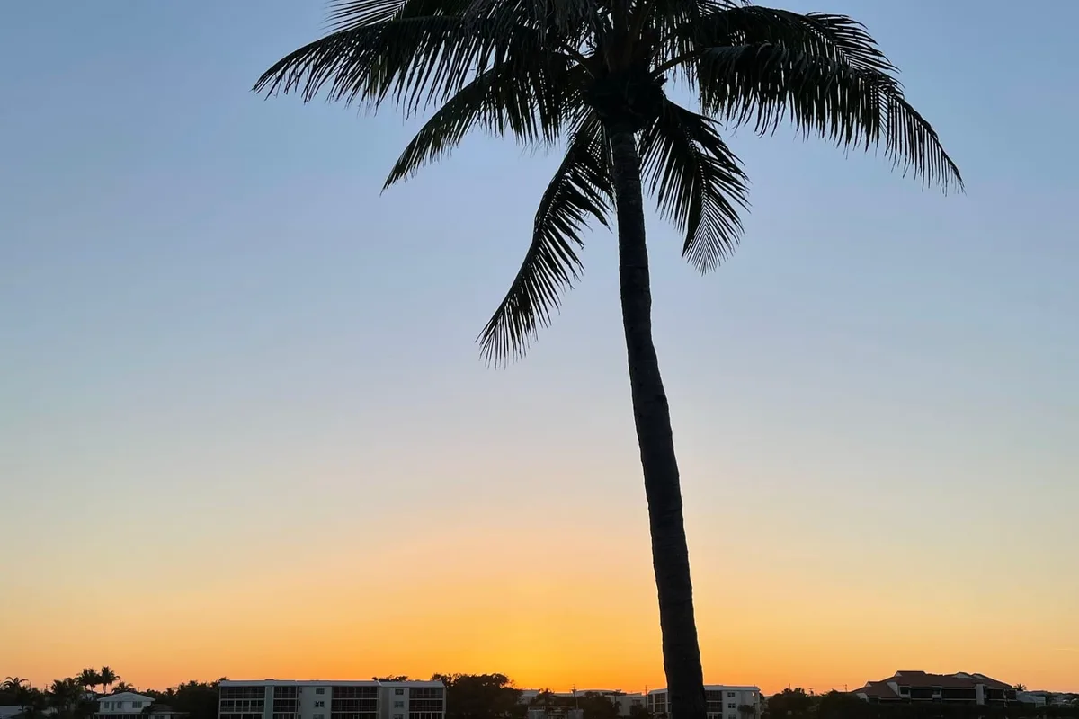 A coconut palm silhouetted against a golden-hour sky above a calm stretch of the Intracoastal in Tequesta
