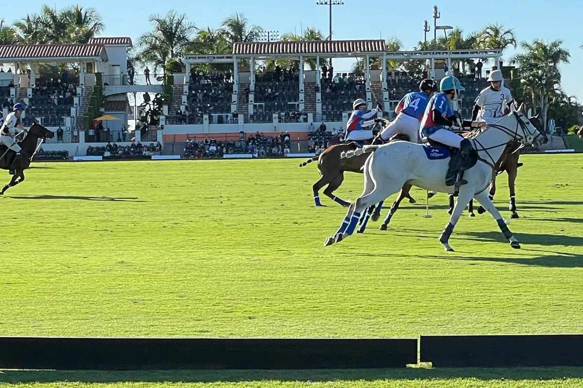 A white horse and riders contesting the ball with a covered grandstand and palm trees behind