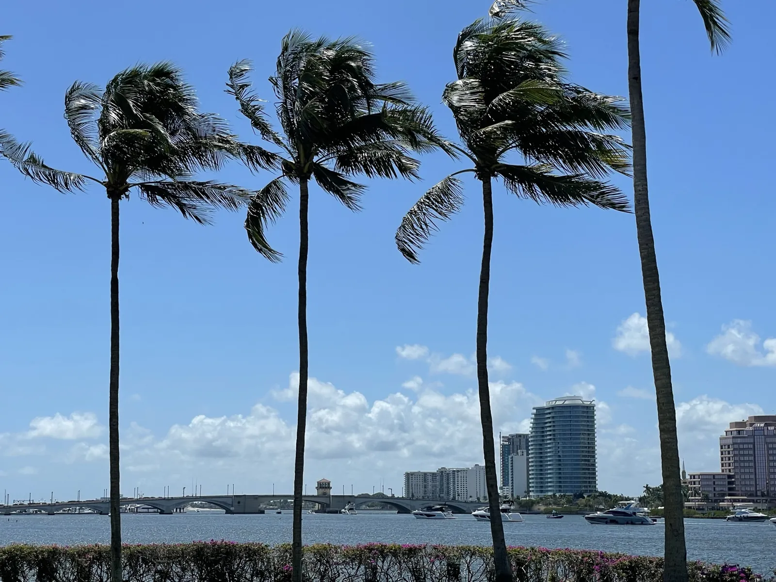 Wind-swept palm trees framing the Intracoastal Waterway with a bridge, yachts and waterfront towers